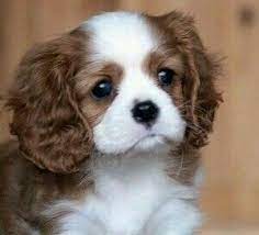 Picture Perfect King Charles Cavalier Spaniel King Charles Cavalier Spaniel Puppy Fluffy Animals Cute Animals