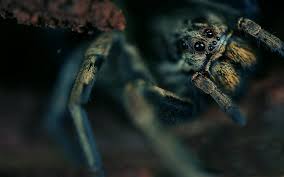 Maybe you would like to learn more about one of these? 44 Moving Spider Wallpaper On Wallpapersafari