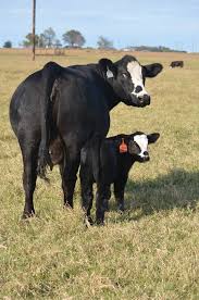 Black Angus Calves For Sale Near Me Simmental Cattle For Sale Sassy And Tcl Harvs Carbon Cow Pictures Cow Calf Beef Cow