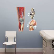 Knee Body Part Chart Removable Wall Graphic