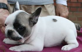 Unsere süße hunde dame hat am sonntag den 23.05.2021 ihre süßen hundebabys zur welt gebracht. Susse French Bulldog Welpen Suchen Noch Ein Neues Zuhause Franzosische Bulldogge