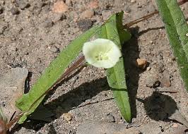 Image result for Xenostegia tridentata