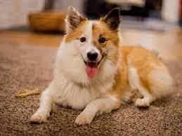 dein hund stinkt dann burstest du ihn nicht oft genug