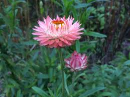 Image result for Helichrysum silvaticum