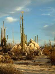 See more ideas about baja california, baja, habitats. Back To Baja Intro Hit The Trail Baja California Norte Baja California Ensenada Baja California