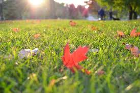 The bagging of clippings removes thatch and dead. Preparing Your Lawn For The First Mow Ego Power
