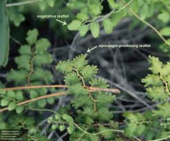 Image result for Lygodium microphyllum