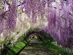 An Amazing Walk Through The Wisteria Flower Tunnel Of Japan Kickassthings Wisteria Tunnel Japan Wisteria Garden Wisteria Tunnel