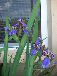 Image result for Indigofera roseo-caerulea