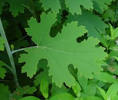 Image result for Macleaya