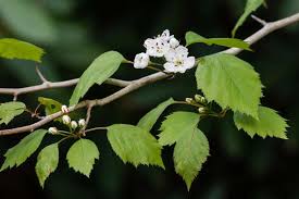 Image result for Crataegus
