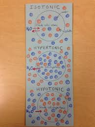 Osmosis Foldable Outside Cover Science Biology Biology Lessons Biology Classroom