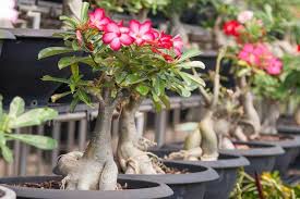 Terdapat beberapa cara seperti melalui masakan, tanaman, star milk, record, memancing, cheese & butter, dll. Jenis Tanaman Hias Yang Bisa Bikin Kaya Mendadak Pertanianku