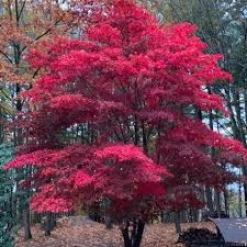 4.5 out of 5 stars. Japanese Maple Seeds Acer Palmatum For Sale