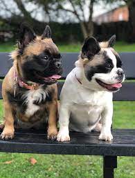 Over 4 weeks ago on puppyfind. Our Extra Hairy French Fries Bulldog Puppies French Bulldog Puppies Bulldog