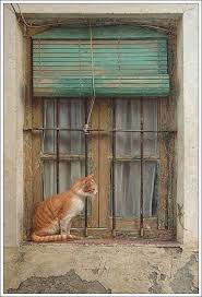 Tumblr Cats Cat Window Crazy Cats