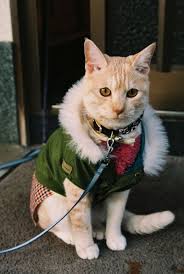 Kediler Kiyafet Giyerse Haute Cat Ure Pet Day Cats Crazy Cats