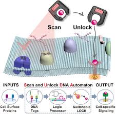 Health investigates if the scan is necessary, and when you should skip the test. Scan And Unlock A Programmable Dna Molecular Automaton For Cell Selective Activation Of Ligand Based Signaling Zhang 2021 Angewandte Chemie Wiley Online Library