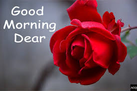 Good morning picture of the red rose flowers with quotes. 21 Good Morning Images With Rose Flowers