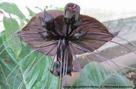 Rare Flowers That Are Absolutely Beautiful With Pictures