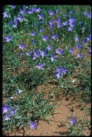 Grows in full sun to partial shade description: Tufted Bluebell Wt Landcare Flora Index