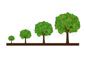 These are just a few popular overstory trees, but as you can see it can take anywhere from 3 to 12 years to obtain a yield from your canopy layer. How Do Trees Grow Biology Stack Exchange