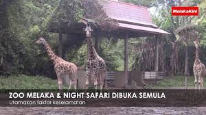 ‼️ night safari ‼️ best nya tengok harimau belang aktif waktu malam depan mata night safari akan dibuka seperti biasa pada jumaat malam (18/12/2020) dan sabtu malam (19/12/2020) (atas faktor keselamatan, operasi night safari akan ditutup sekiranya hujan lebat di zoo melaka). Zoo Melaka Night Safari Dibuka Semula Youtube