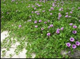 Image result for Ipomoea pes-caprae