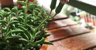 Get the details on this rare and unique hybrid succulent. These Dolphin Shaped Succulents Are The Latest Craze In Japan Koreaboo
