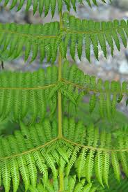 Image result for Cheilanthes quadripinnata