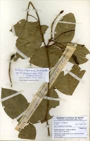 Image result for Ritchiea