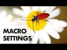 10 Camera Flash Settings For Macro Photography Youtube Macro Photography Macro Photography Settings Photograph Video
