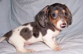 Pupper Piebald Dachshund Dachshund Puppies Dachshund Love