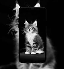 3840x2160 apple mac background black brand logo wallpaper background 4k. Black Wallpaper Theme 4k Fur Android Apk Herunterladen