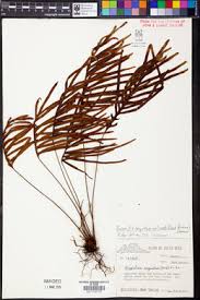 Image result for Grammitis cryptophlebia