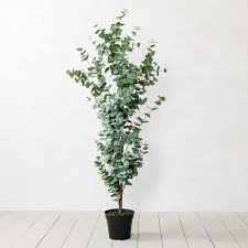 Many species are widely cultivated as shade trees or in forestry plantations for their useful timber. Faux Potted Eucalyptus Tree Graham Green