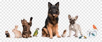 We did not find results for: Pet Bird Png Images Pngegg