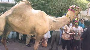 This biggest cow was slaughter by professional qasai they handle this. Eid Ul Adha Camel Qurbani For Android Apk Download