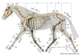 equine skeletal anatomy chart