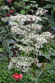 Pin On Garden Japanese Maples Etc My Collection