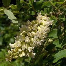 Image result for Sophora velutina