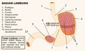 Fungsi Lambung Pada Pencernaan Manusia Dan Bagiannya Penulis Cilik Manusia Gambar Tubuh
