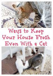 Ways To Keep Your House Fresh Even With A Cat Kitten Care Cats Cat Care