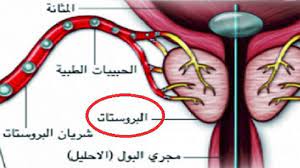 pin on مواضيع طبية متفرقة