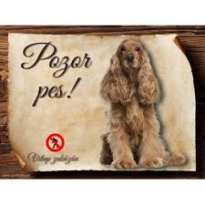 Image result for anglický kokršpaněl