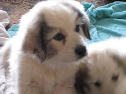 Find golden retriever puppies near you at lancaster puppies. Great Pyrenees Puppies For Sale In Newberg Oregon Classified Americanlisted Com