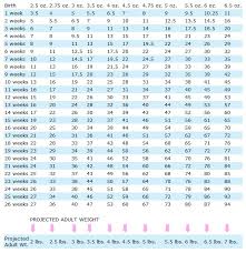 Pomeranian Puppy Size Chart Www Bedowntowndaytona Com