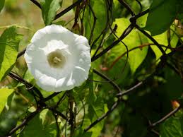 Identify these weeds by the rosette of smooth leaves, with a roughly oval shape and jagged edges, and the bright yellow flowers held on stalks above the leaves. How To Stop Bindweed Strangling Your Plants The Northern Echo