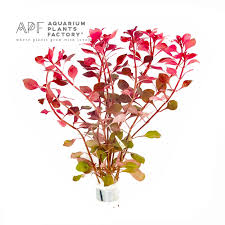 Ludwigia Super Red Plants Planted Aquarium Red