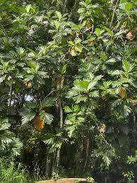 Image result for Artocarpus altilis